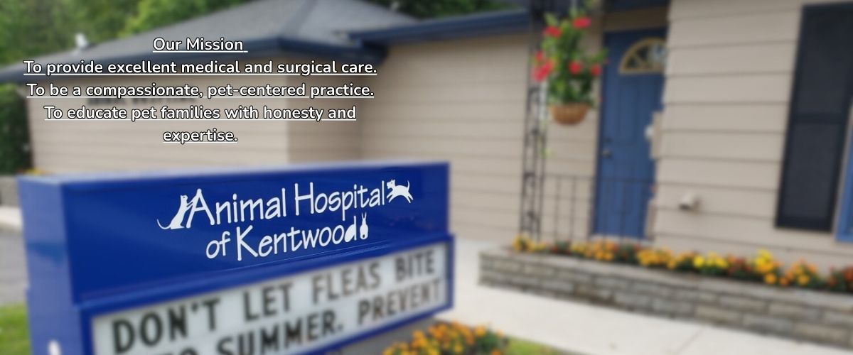 AHOKBanner AHOKBanner