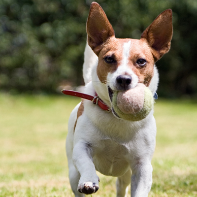 Dog