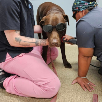 Cat Being Examined By Vet